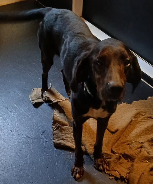 RJ - Hound for adoption in Scranton