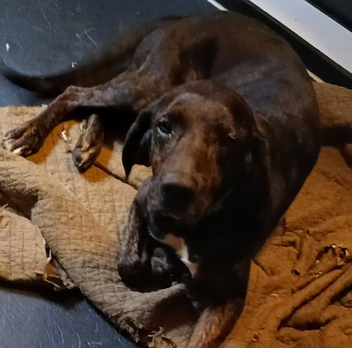RJ - Hound available for adoption