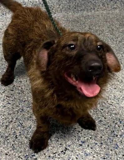 MARVIN - Dachshund available for adoption