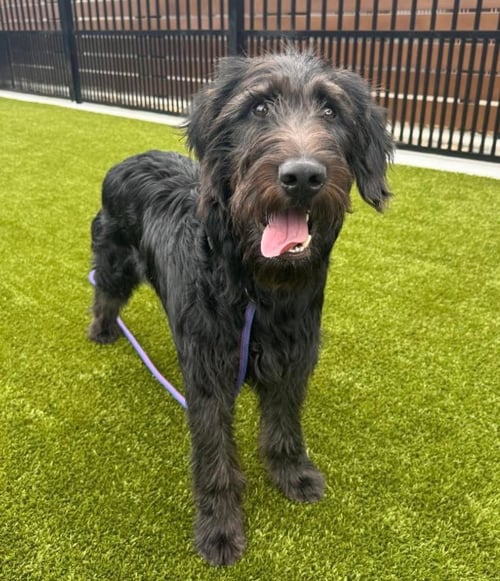 BERNARD - Poodle (Standard) / Labrador Retriever available for adoption