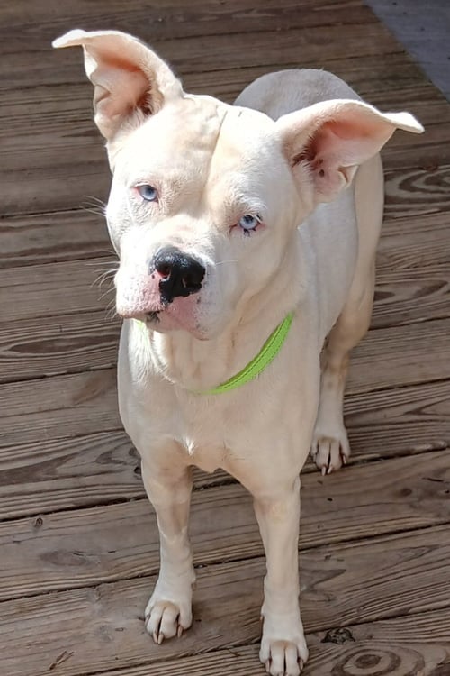 ANNETTE - Boxer / Terrier for adoption in Scranton