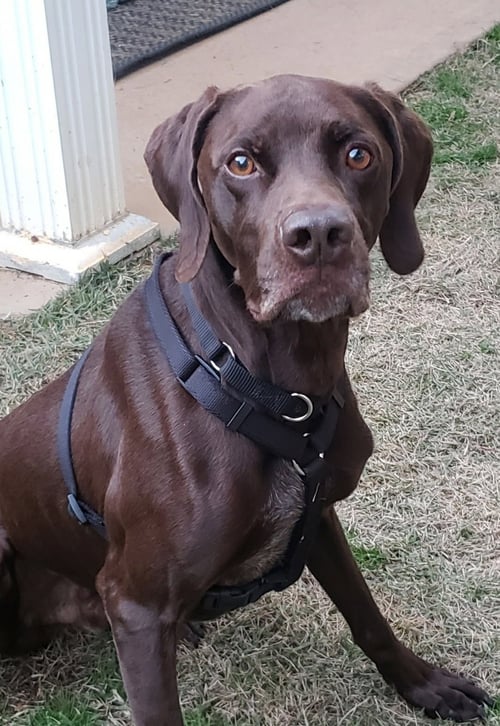 CREEK - German Shorthaired Pointer available for adoption