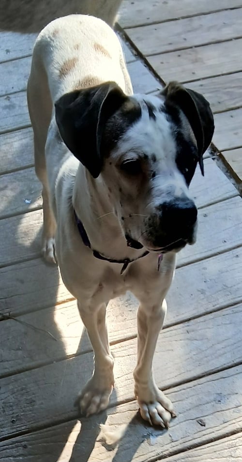 SUNSHINE - Boxer available for adoption