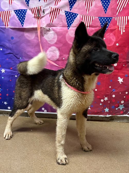 YOGI - Akita available for adoption