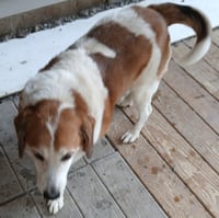 Max - Photo 4