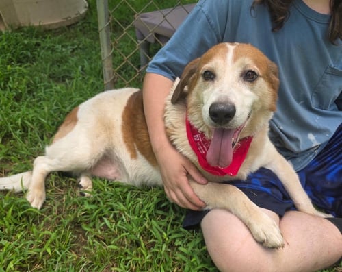 MAX - Beagle for adoption in Scranton