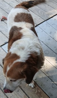Max - Photo 5