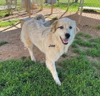 Joe - Photo 4