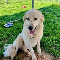 Joe - Photo 2