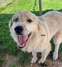 Joe - Photo 5