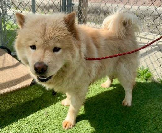 TATER - Chow Chow for adoption in Scranton