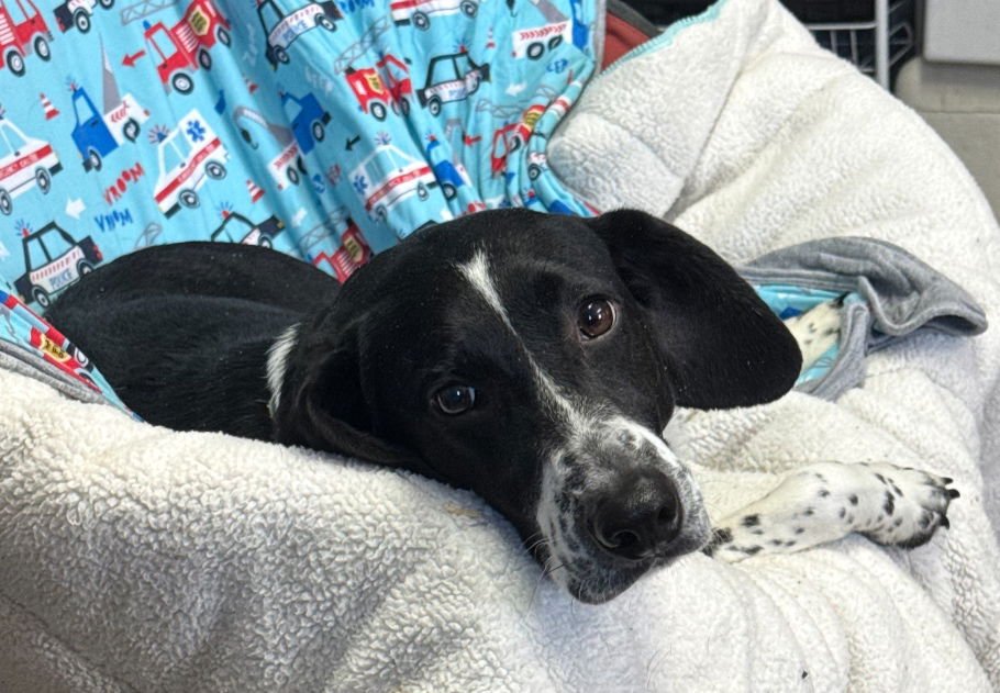 DAISY - Beagle / Pointer available for adoption