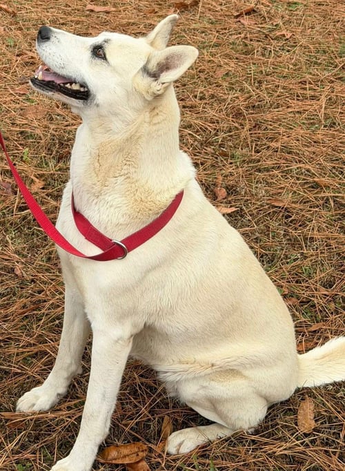 MAGGIE - Husky / Labrador Retriever for adoption in Scranton