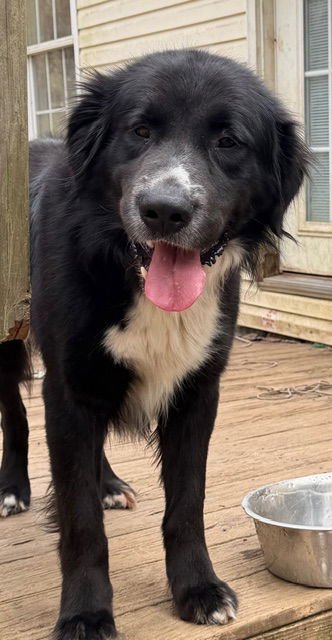 DAN-O - Great Pyrenees / Border Collie for adoption in Scranton