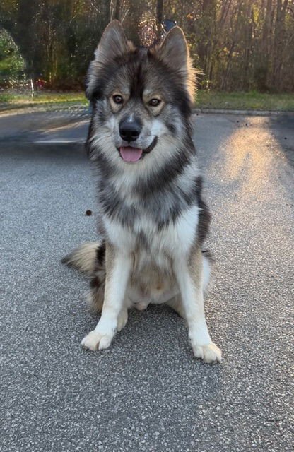 WILEY - Keeshond / Shepherd for adoption in Scranton