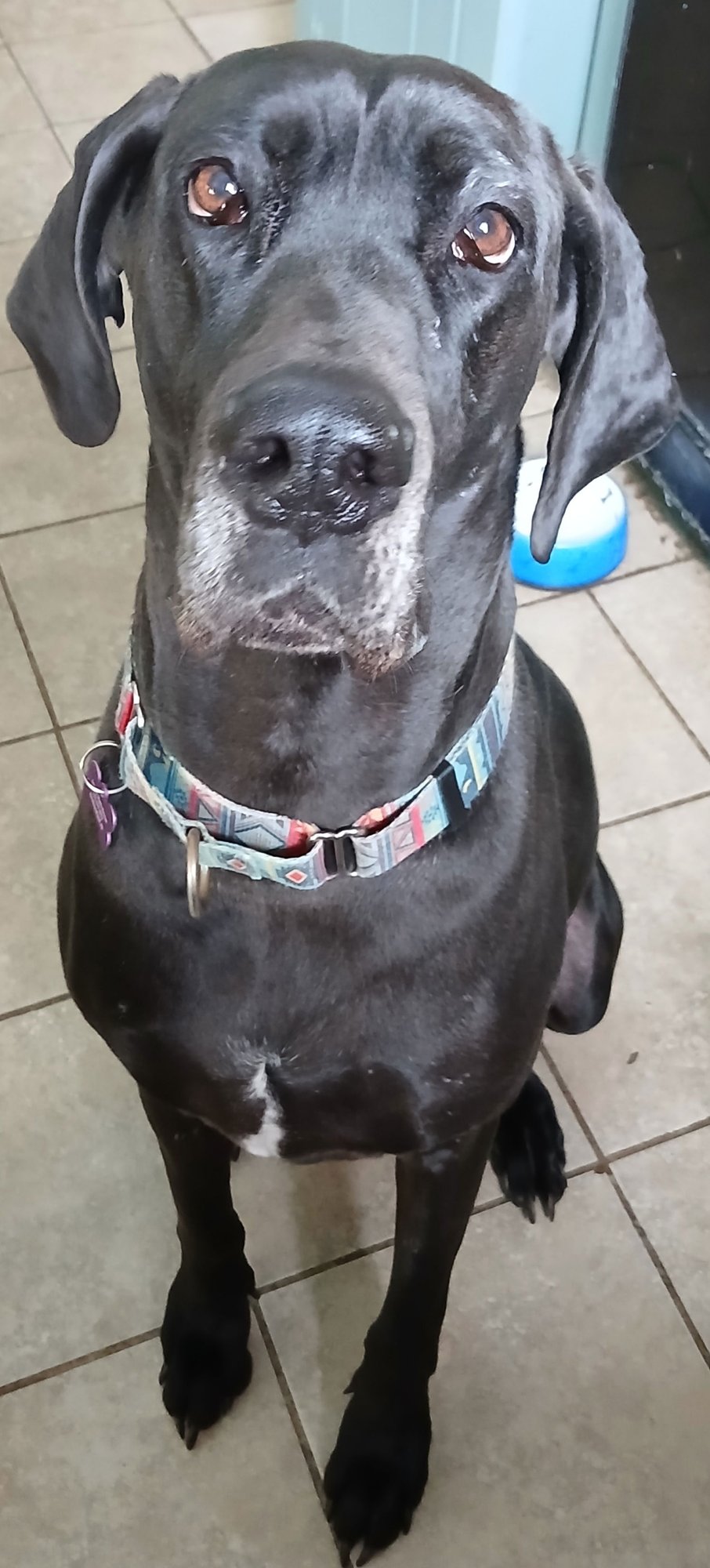 GRACIE - Great Dane for adoption in Scranton