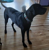 Gracie - Photo 4
