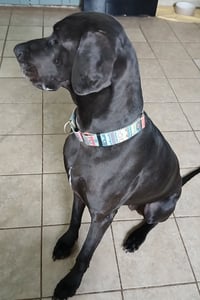 Gracie - Photo 3