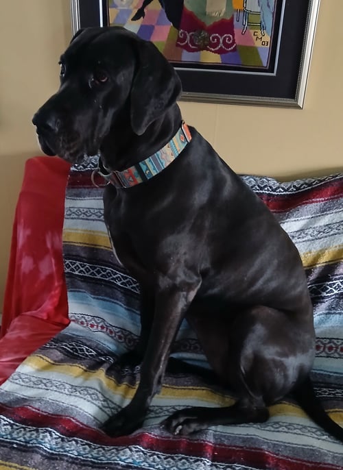GRACIE - Great Dane available for adoption