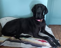 Gracie - Photo 5