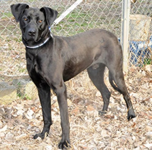 LUCAS - Great Dane / Black Labrador Retriever available for adoption