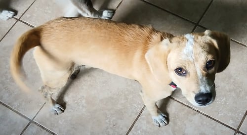 BARNEY - Beagle / Jack Russell Terrier for adoption in Scranton