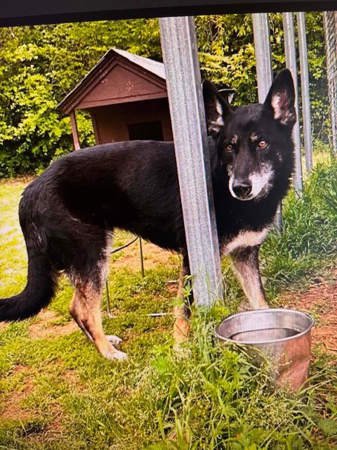 REGINA - German Shepherd Dog available for adoption