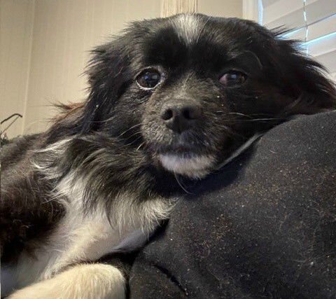 FRED - Pomeranian / Chihuahua for adoption in Scranton