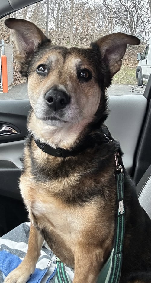 COOPER - Cattle Dog for adoption in Scranton