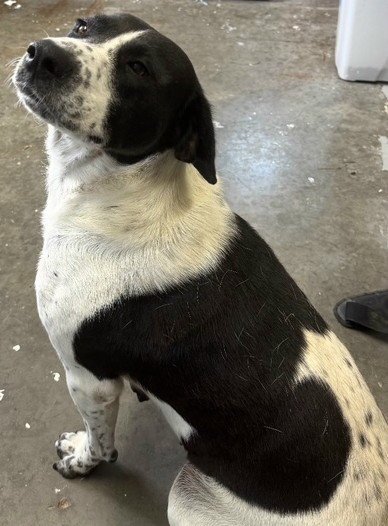 PENNY - Pointer / Beagle available for adoption