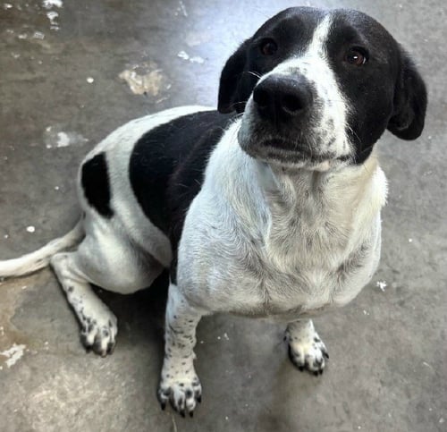 PENNY - Pointer / Beagle for adoption in Scranton