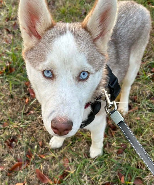 NADIA - Ibizan Hound available for adoption