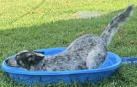 Lilly - Photo 4