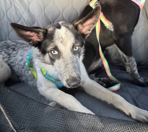 LILLY - Australian Cattle Dog/Blue Heeler / Shepherd for adoption in Scranton