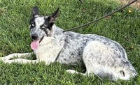 Lilly - Photo 5