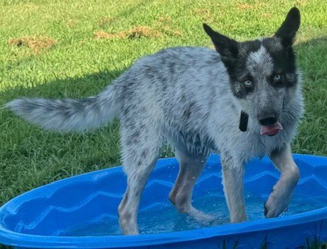 LILLY - Australian Cattle Dog/Blue Heeler / Shepherd available for adoption