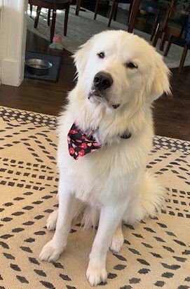 HANK - Great Pyrenees available for adoption