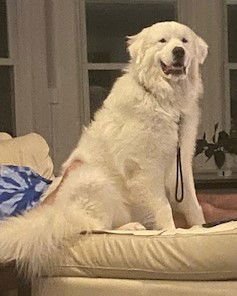 HANK - Great Pyrenees available for adoption