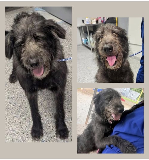 JOURNEY - Irish Wolfhound / Poodle (Standard) for adoption in Scranton
