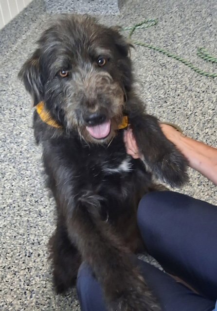 JJ - Irish Wolfhound / Poodle (Standard) available for adoption