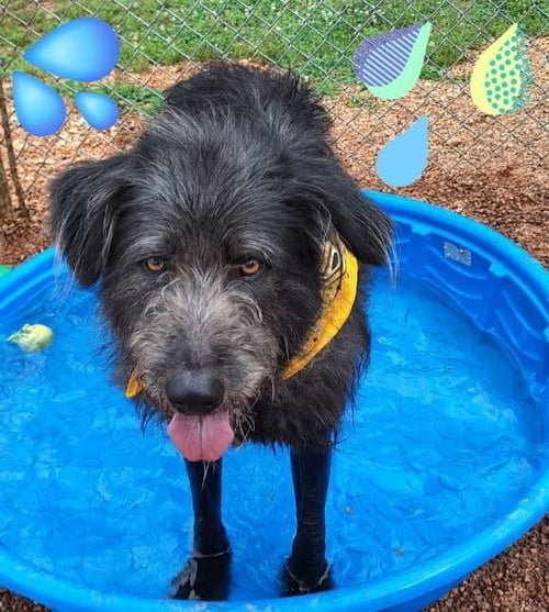 JJ - Irish Wolfhound / Poodle (Standard) for adoption in Scranton