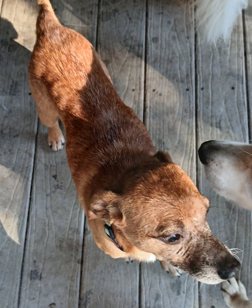 TIMOTHY - Feist available for adoption