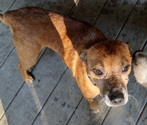TIMOTHY - Feist for adoption in Scranton