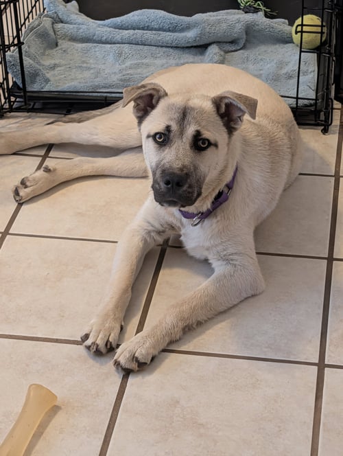 KAI - Shepherd / Labrador Retriever for adoption in Scranton