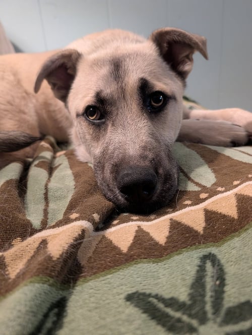 KAI - Shepherd / Labrador Retriever available for adoption