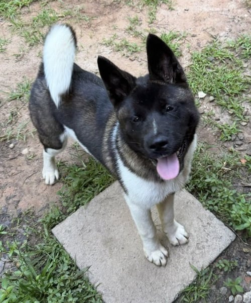 YOGI - Akita for adoption in Scranton