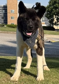 Yogi - Photo 4