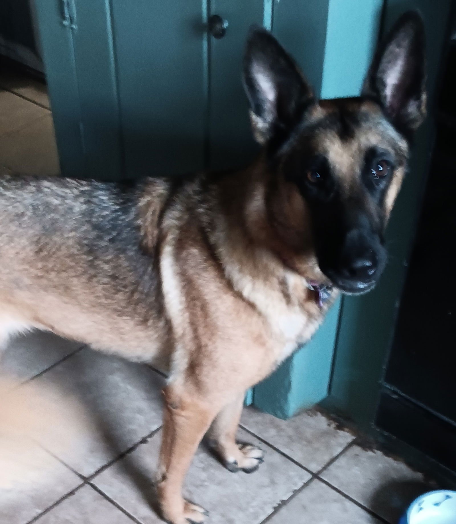 TRIXIE - German Shepherd Dog / Belgian Shepherd Malinois available for adoption