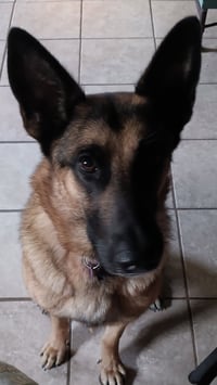 Trixie - Photo 3