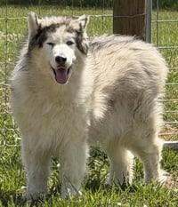 Yeti - Photo 1